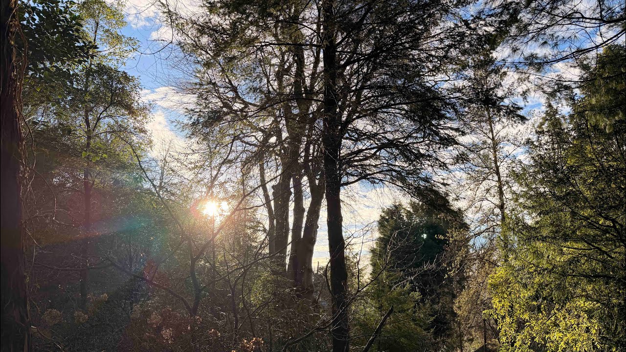 The Linn Botanic Garden - 2026 Preview