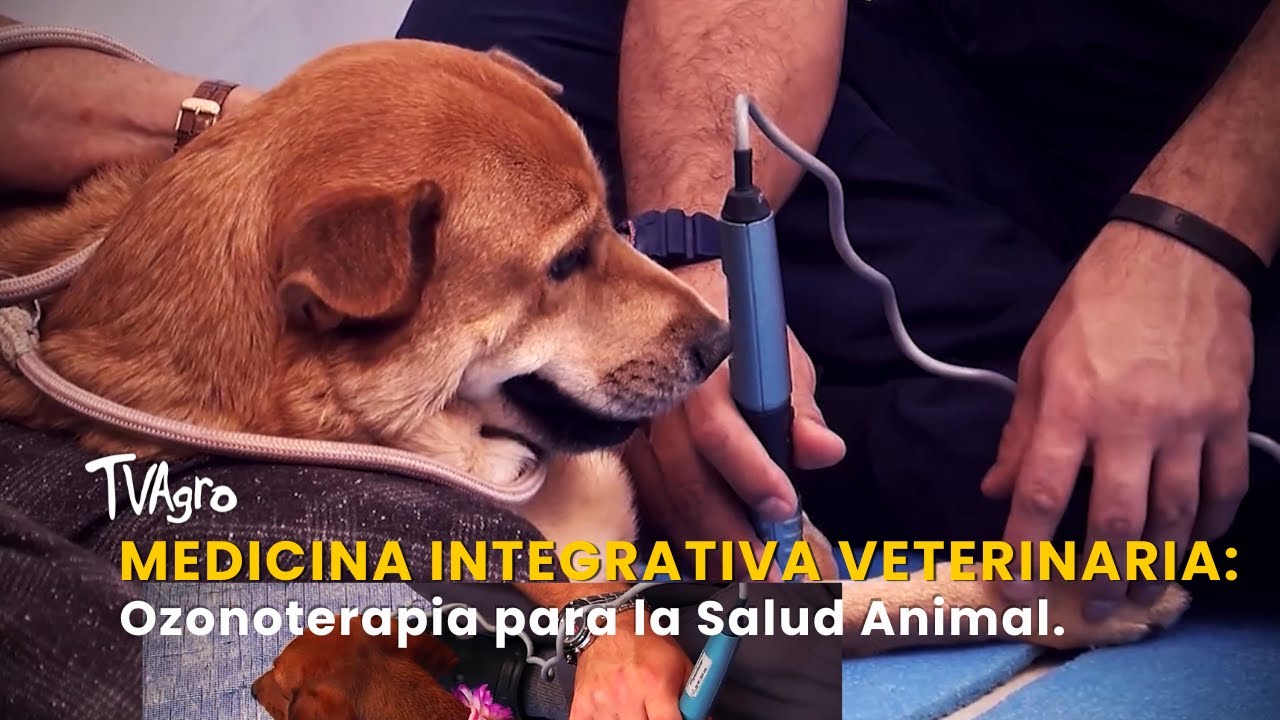 Medicina Integrativa Veterinaria: Ozonoterapia para la Salud Animal - TvAgro por Juan Gonzalo Angel