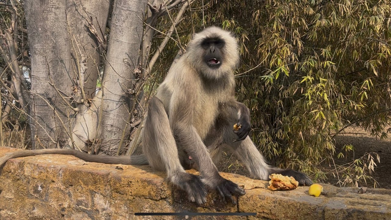Monkey Sitting on My House Roof!