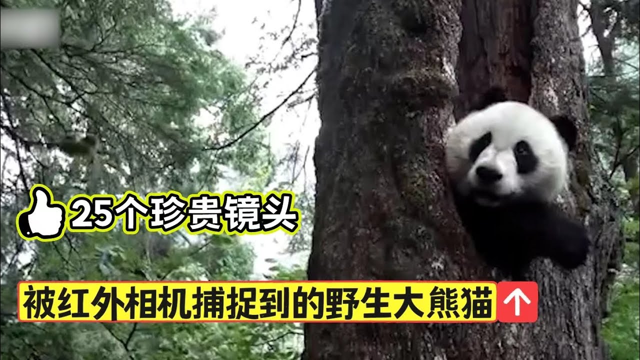 被“偷拍”的野生大熊猫：隐藏在横断山脉中，被红外相机捕捉到的野生熊猫们，他们是这样谈恋爱、带娃的。