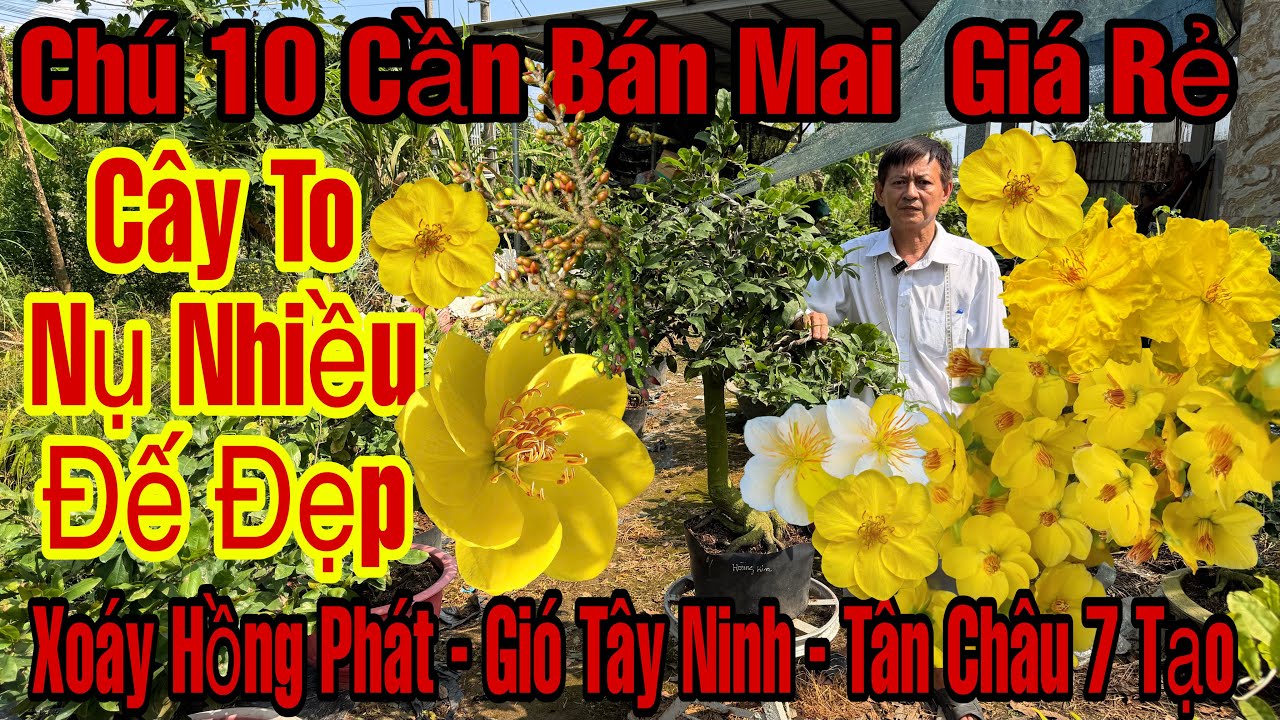 27/1☎️0963388874☎️🌲Mai Vàng Chơi Tết Giá Rẻ🌲Bình Lợi-Xoáy Hồng Pháy-Gió Tây Ninh-Ông Thầy-Như Ý...🌲