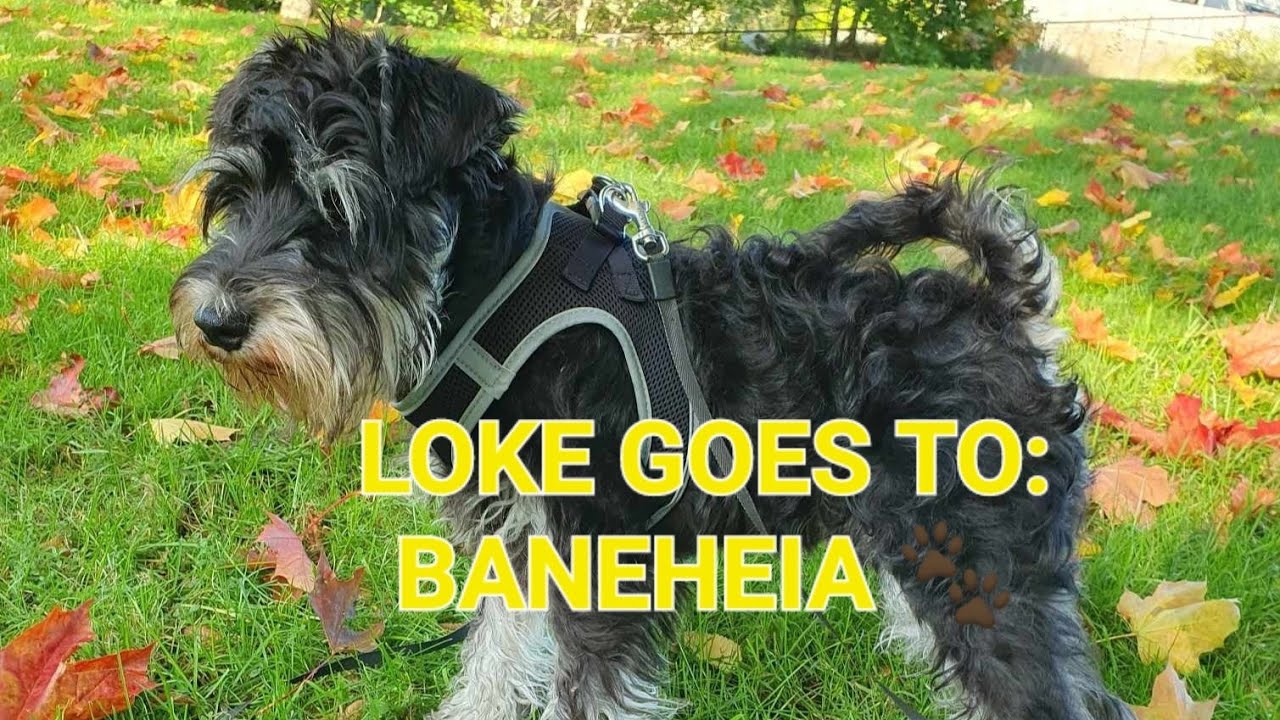 Loke enjoys a walk in 'Baneheia', Kristiansand 