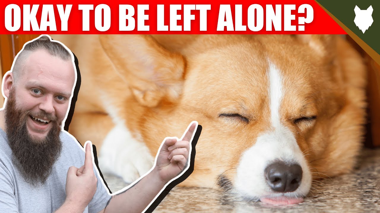 Can a CORGI be left alone?