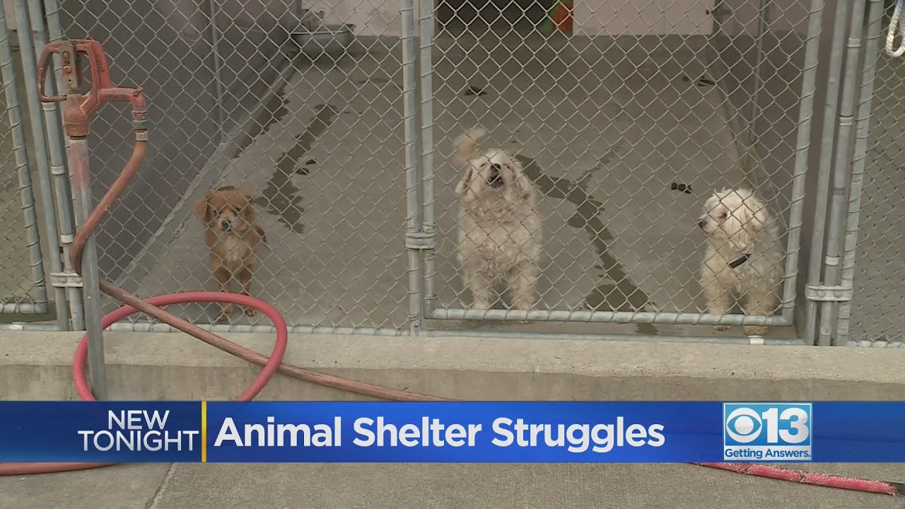 Front Street Animal Shelter overcrowding issues continue