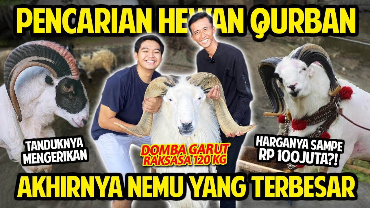 PENCARIAN HEWAN QURBAN RAKSASA! AKHIRNYA NEMU DOMBA TERBESAR YANG PERNAH DILIHAT! 120KG RP100JUTA?!