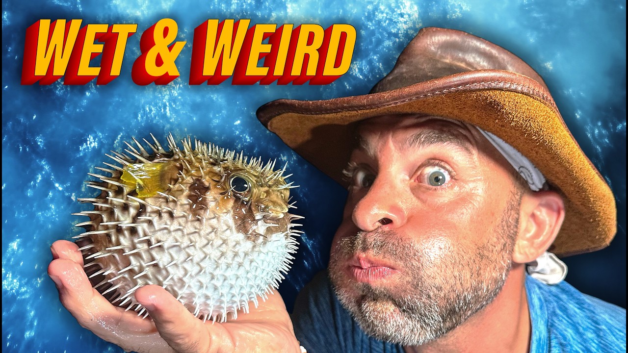 Holy Puffer! Catching Bizarre Sea Creatures at Night!!