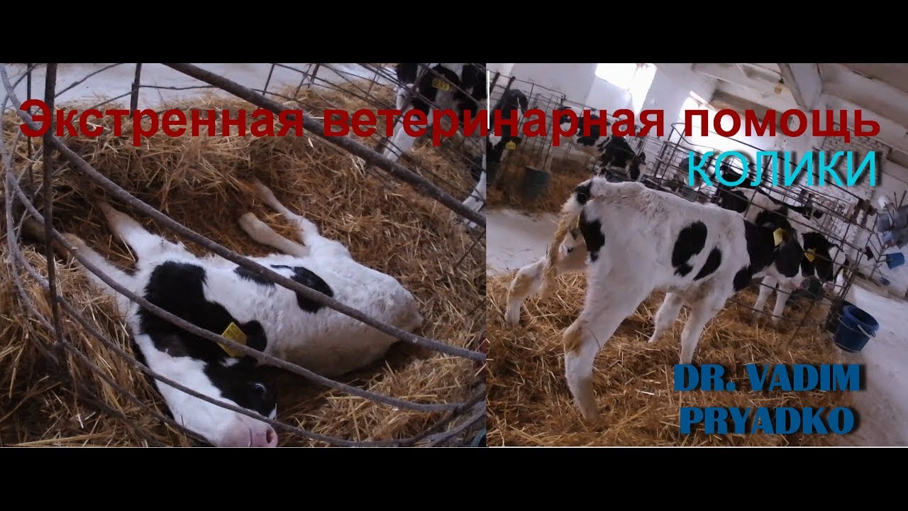 Колики у телёнка - состояние требующее немедленной помощи.