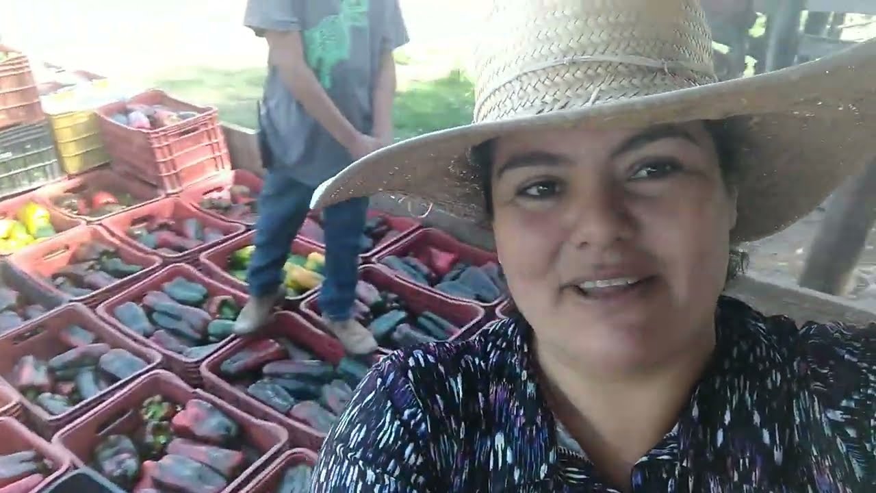 Primeira colheita do pimentão na estufa Londrina 🌱🌱
