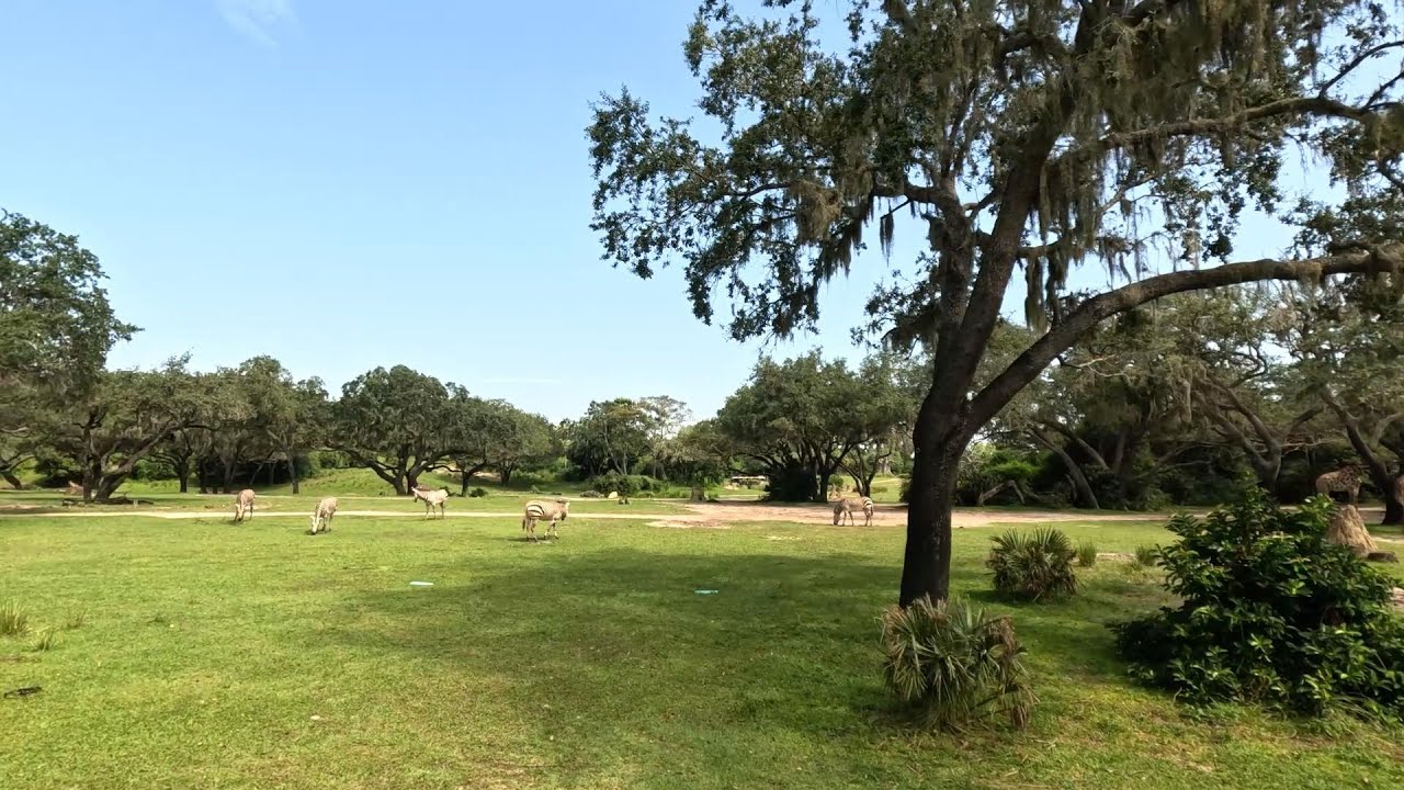 Kilimanjaro Safari Animal Kingdom - August 27 2025 Orlando Florida 5.3K