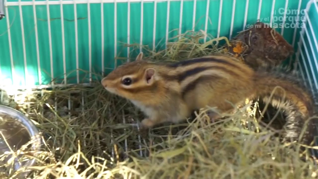 WIEWIÓRKI – Przygotowanie klatki