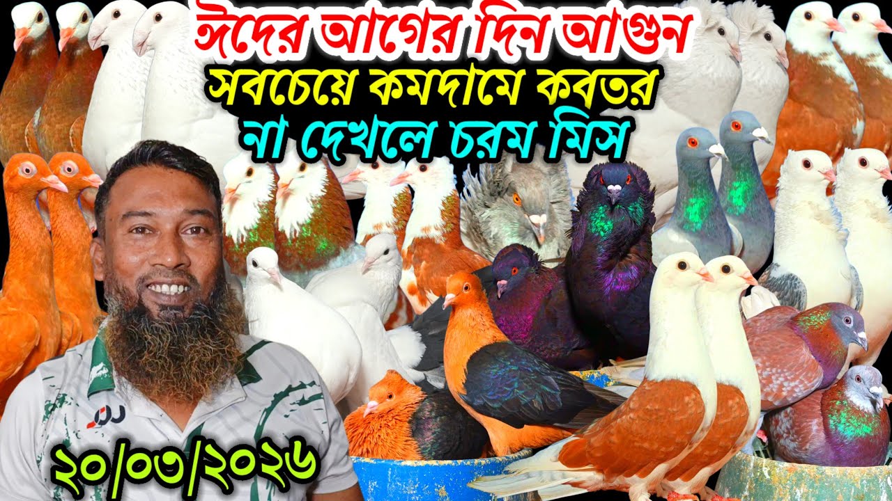 ঈদের আগের দিন মাত্র ১০০ টাকা জোড়া আগুন সবচেয়ে কমদামে কবুতর না দেখলে চরম মিস আকর্ষণীয় ফেন্সি কবুতর