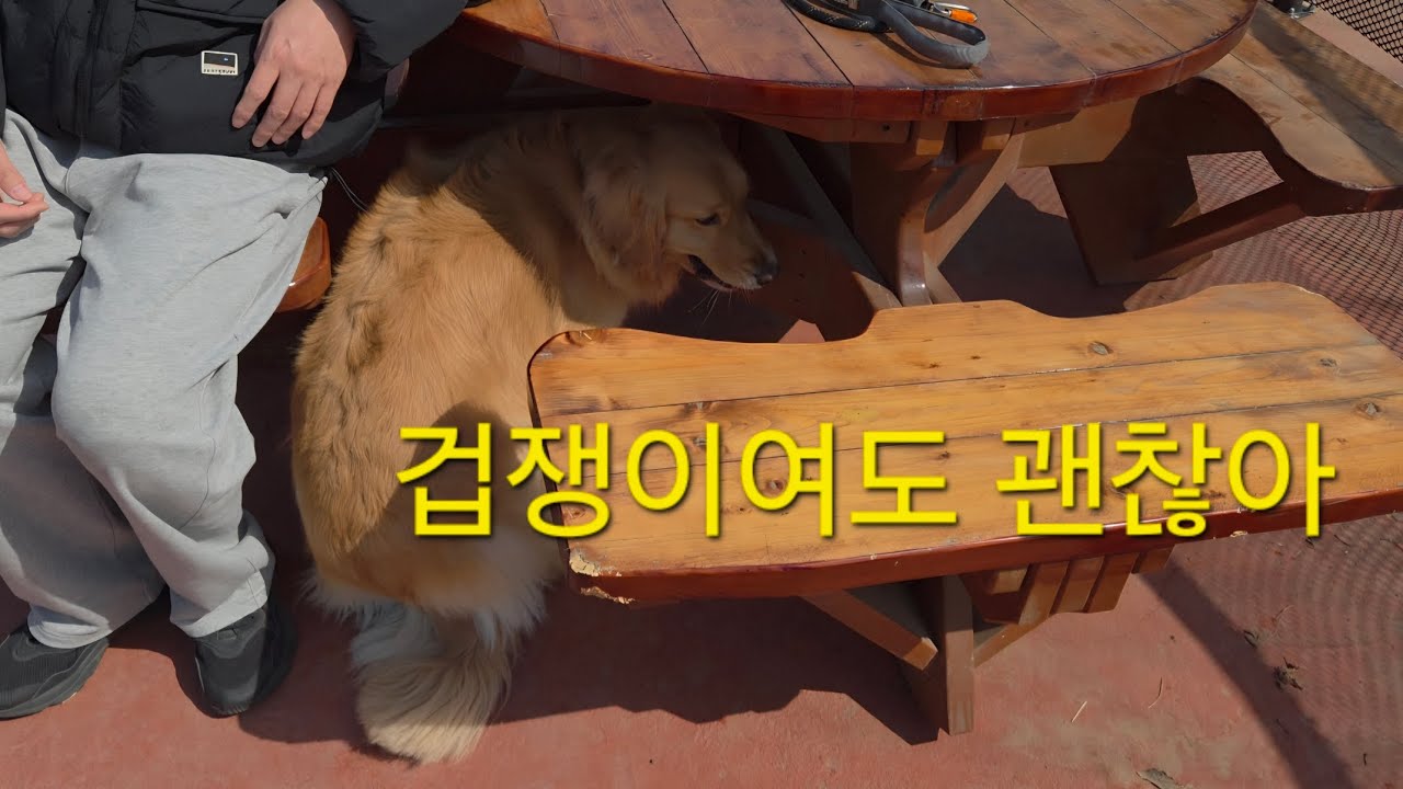 두려움이 너무많은 덩치만 큰 리트리버 #쫄보강아지 