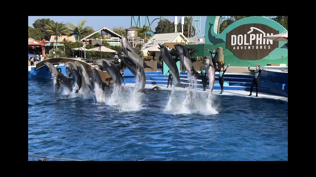 Dolphins Adventures (Full Show) August 5, 2023 at SeaWorld San Diego