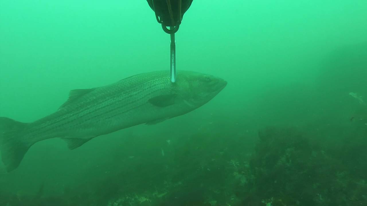 2016 Block Island Striped Bass and Black Sea Bass Spearfishing