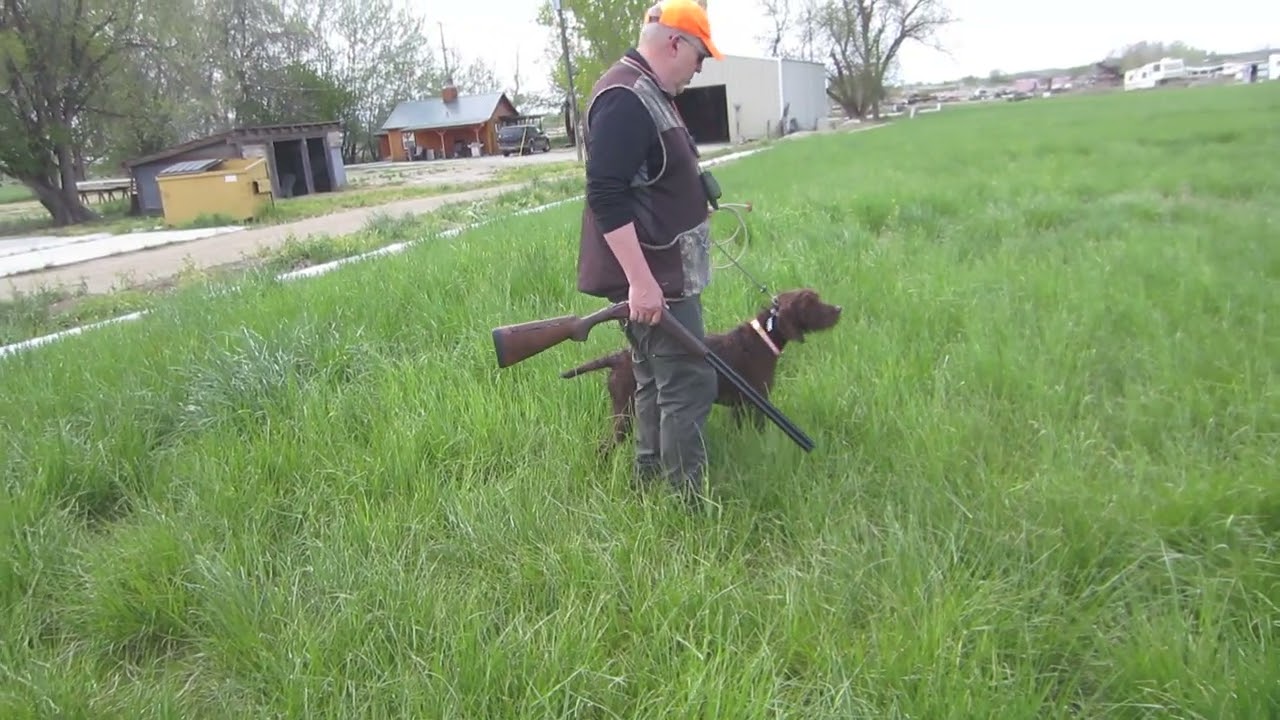 The beginning of steady to flush, wing, shot and fall