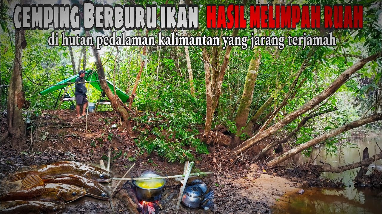 Cemping di hutan berburu ikan baung hasil melimpah ruah