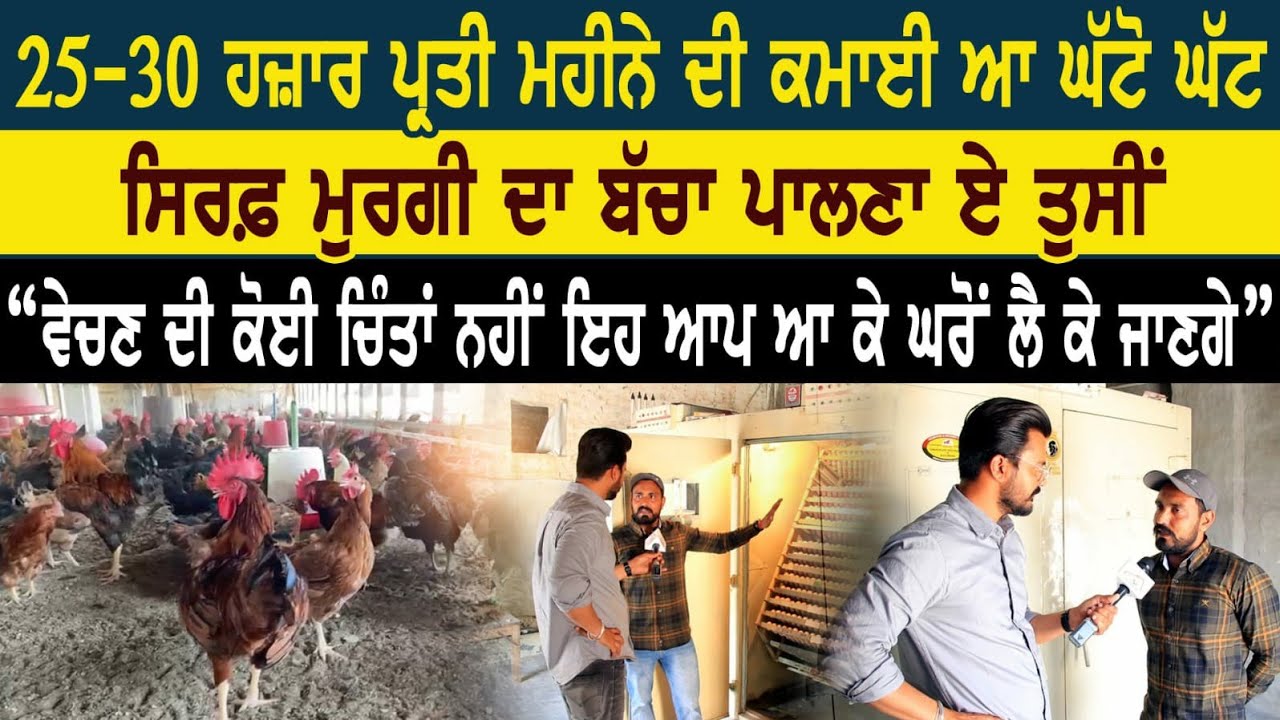 25-30 ਹਜ਼ਾਰ ਪ੍ਰਤੀ ਮਹੀਨੇ ਦੀ ਕਮਾਈ ਆ ਘੱਟੋ ਘੱਟ। ਸਿਰਫ ਮੁਰਗੀ ਦਾ ਬੱਚਾ ਪਾਲਣਾ ਏ ਤੁਸੀਂ