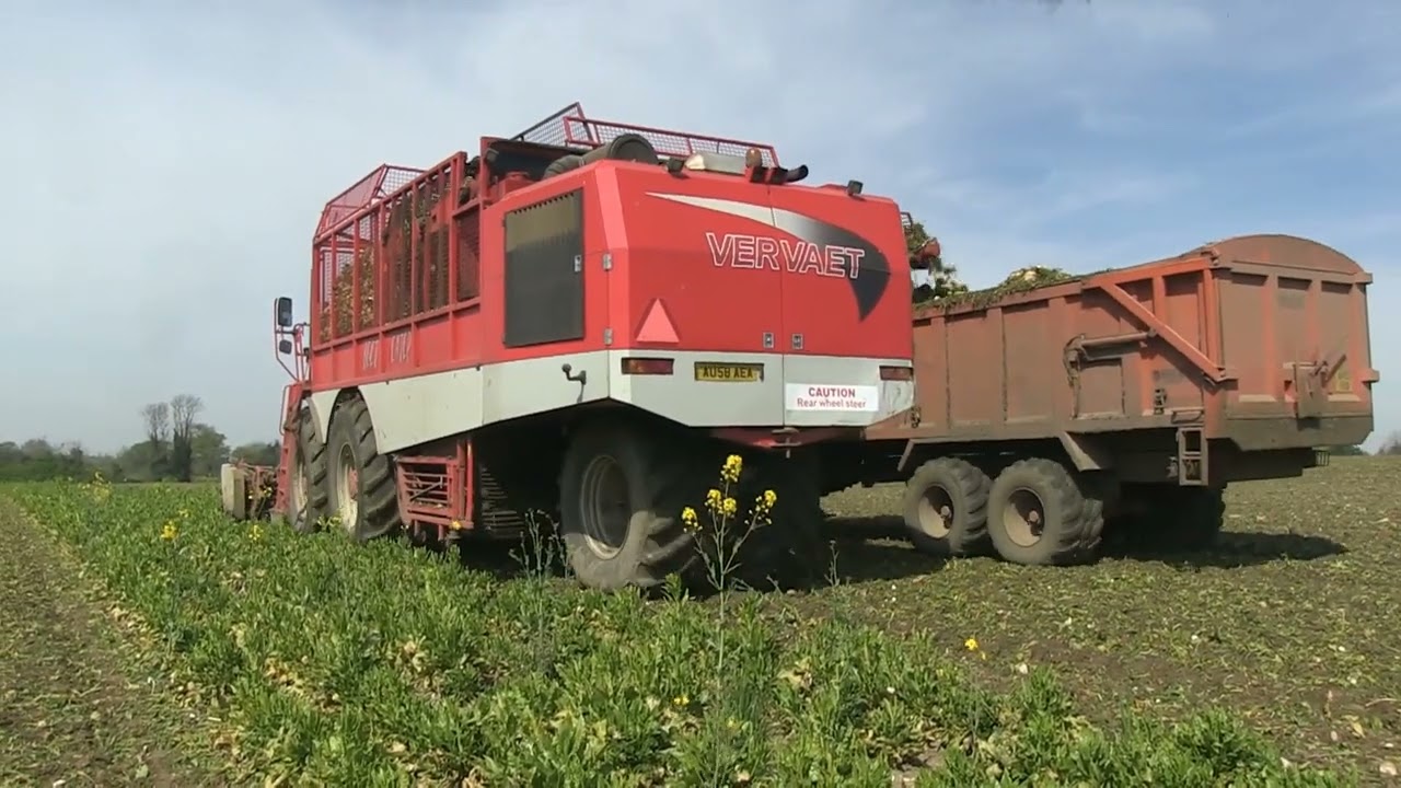 VERVAET BEETEATER 625