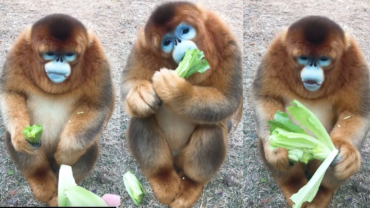 Golden Monkey Eatting Lettuce|AMSR