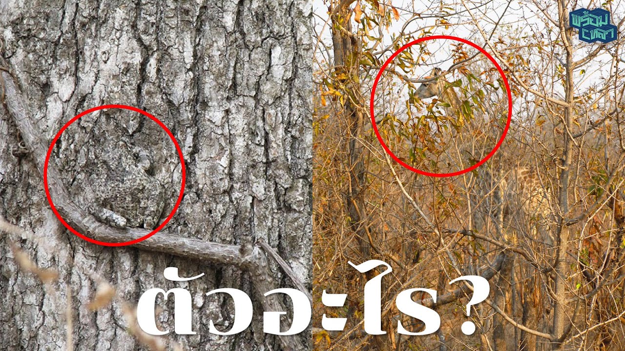 หาเจอไหม? เหล่าสัตว์ที่กำลังซ่อนตัวจากสายตาทุกคน!