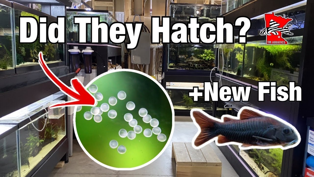 Hatching Corydoras Eggs + New RARE Fish