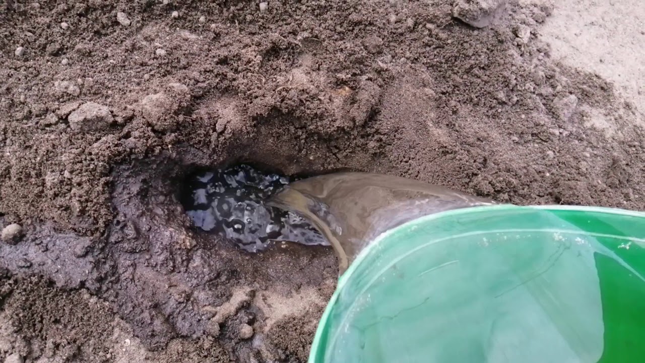 Najlepszy sposób na kreta