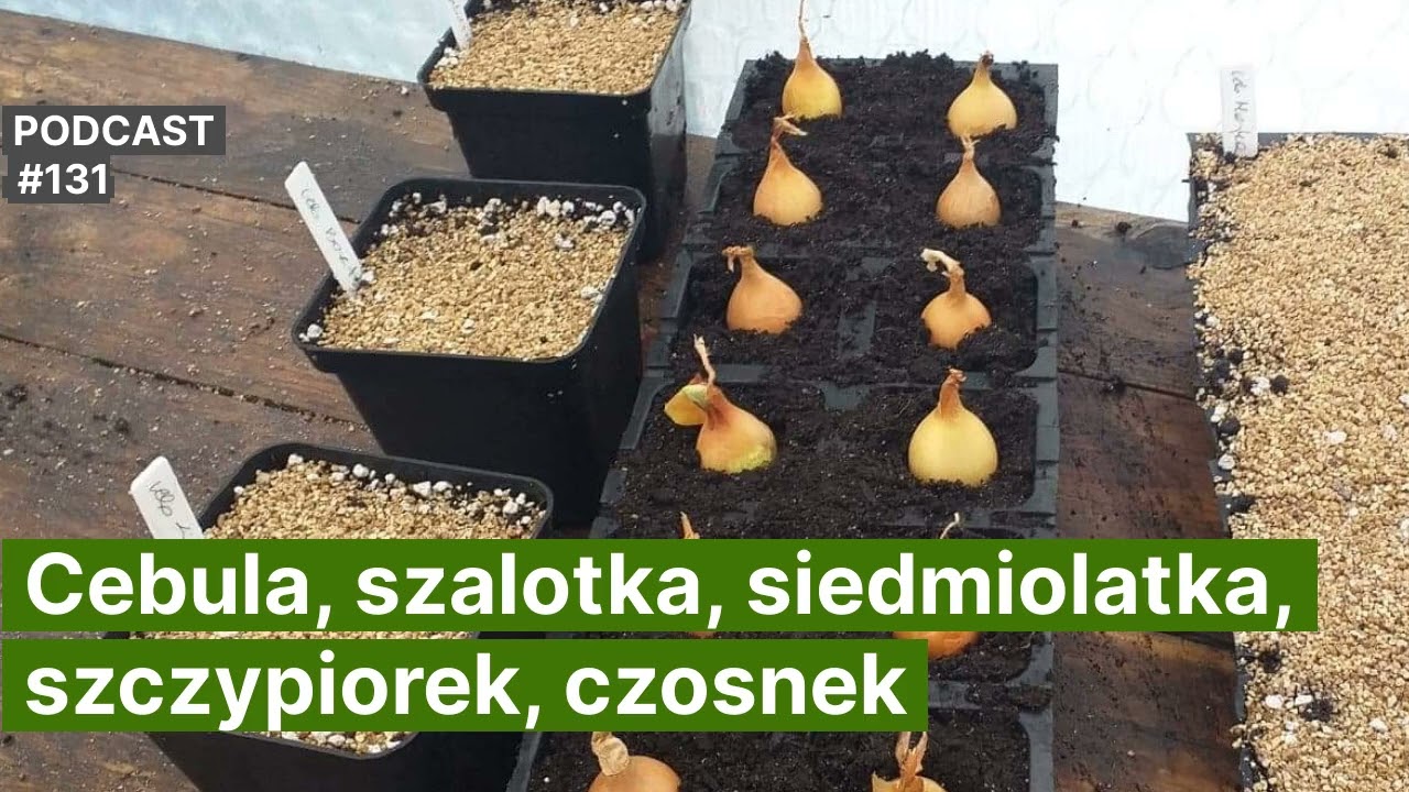 NoO 131. Cebula, szalotka, szczypiorek, siedmiolatka, czosnek. Jak uprawiać warzywa cebulowe?