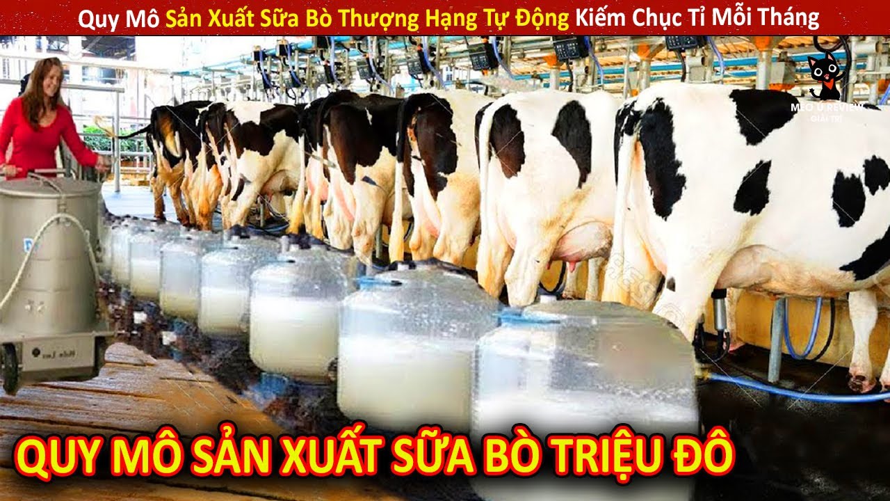 Quy Mô Sản Xuất Sữa Bò Thượng Hạng Tự Động Kiếm Chục Tỉ Mỗi Tháng || Review Giải Trí Đời Sống