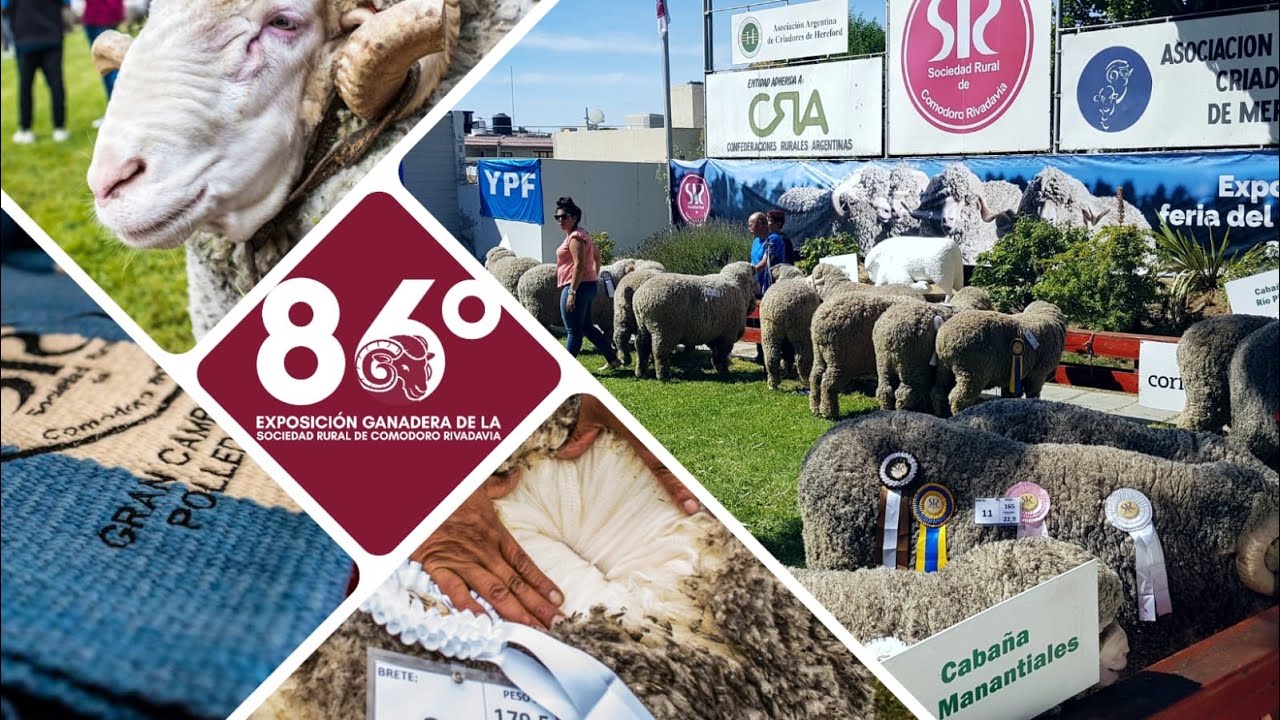 JURA Y CONSAGRACION DE GRANDES CAMPEONES86 EXPOSICIÓN RURAL