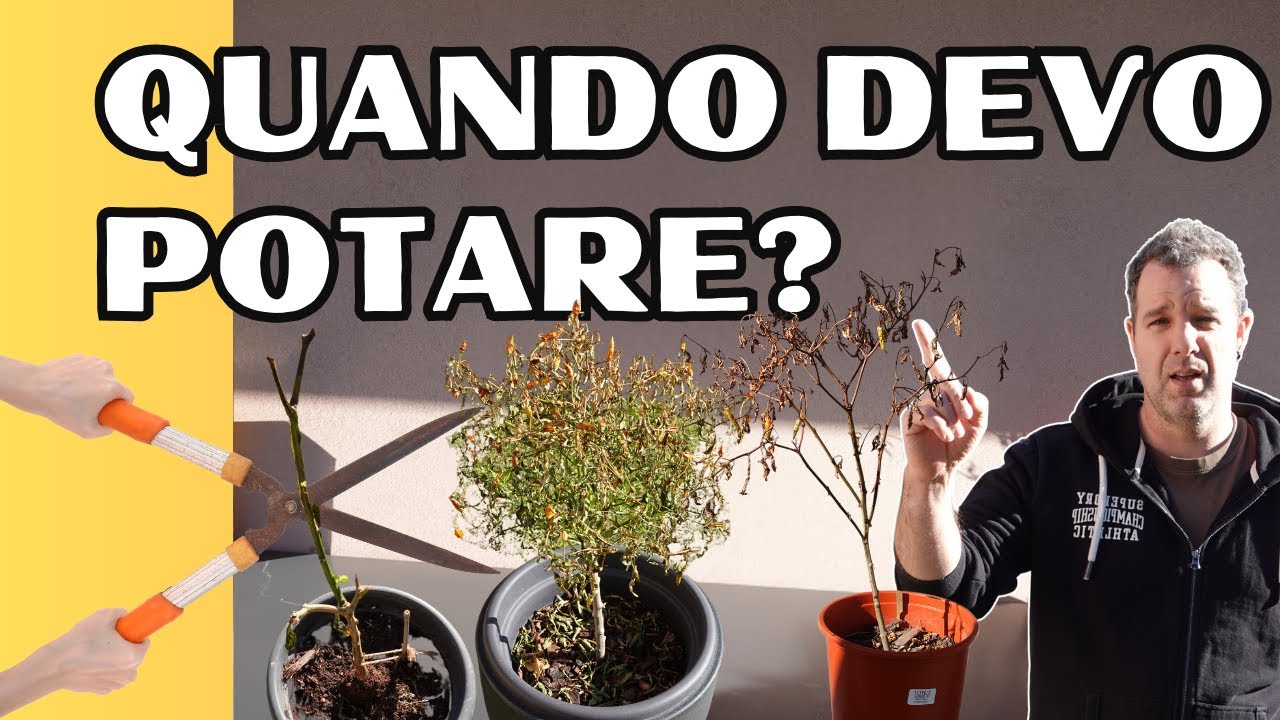 Potatura Post-Inverno: Risveglia le Tue Piante! 🌱