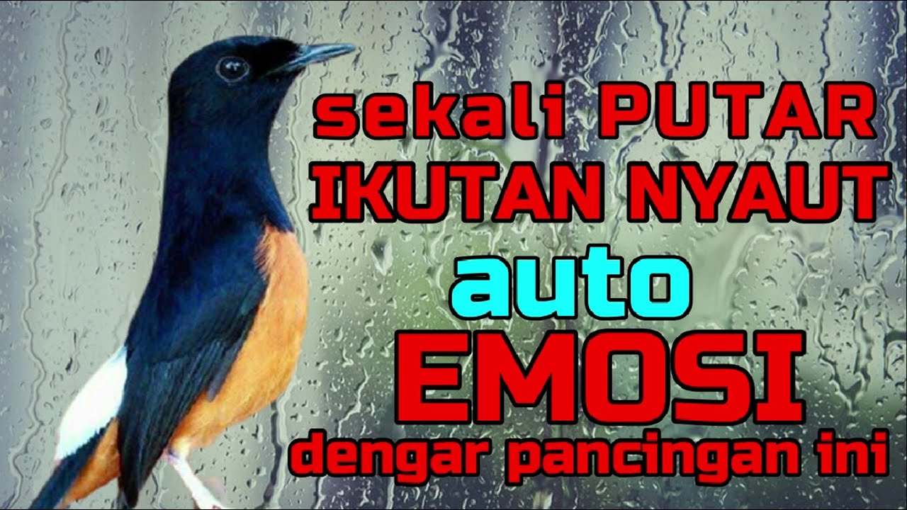 sekali PUTAR murai apapun ikutan nyaut✅✅ auto EMOSI murai batu dengar ini❗