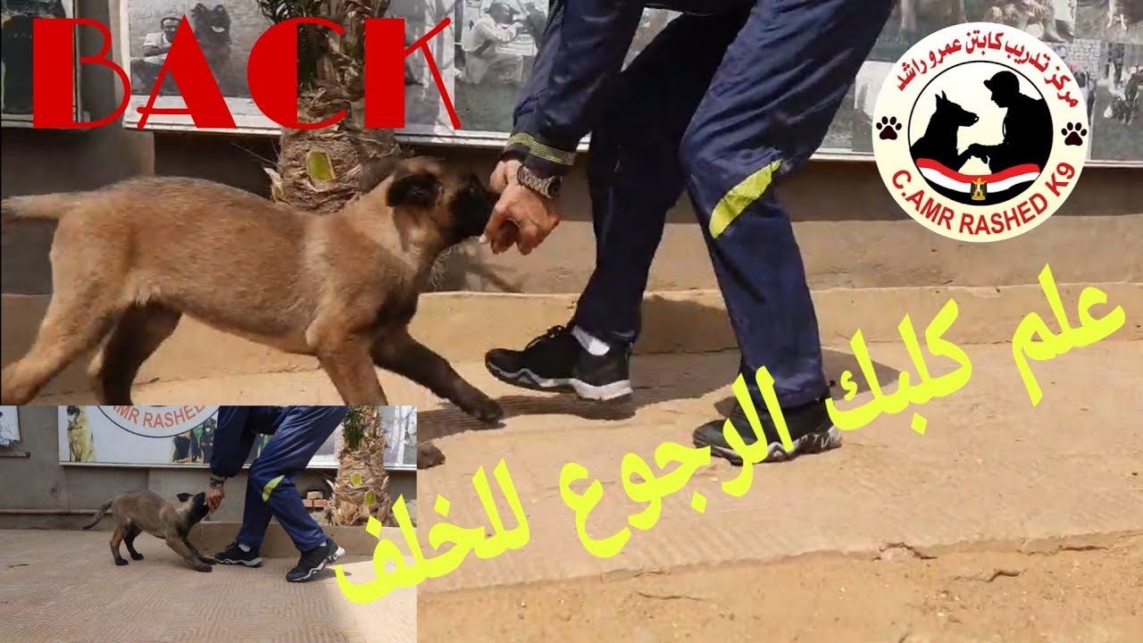علم كلبك الرجوع للخلف.  BACK .كابتن عمرو راشد -  تدريب 15