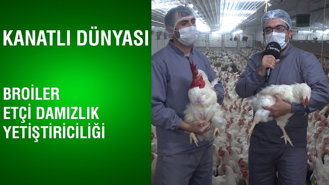 Kanatlı Dünyası | Broiler Etçi Damızlık Yetiştiriciliği