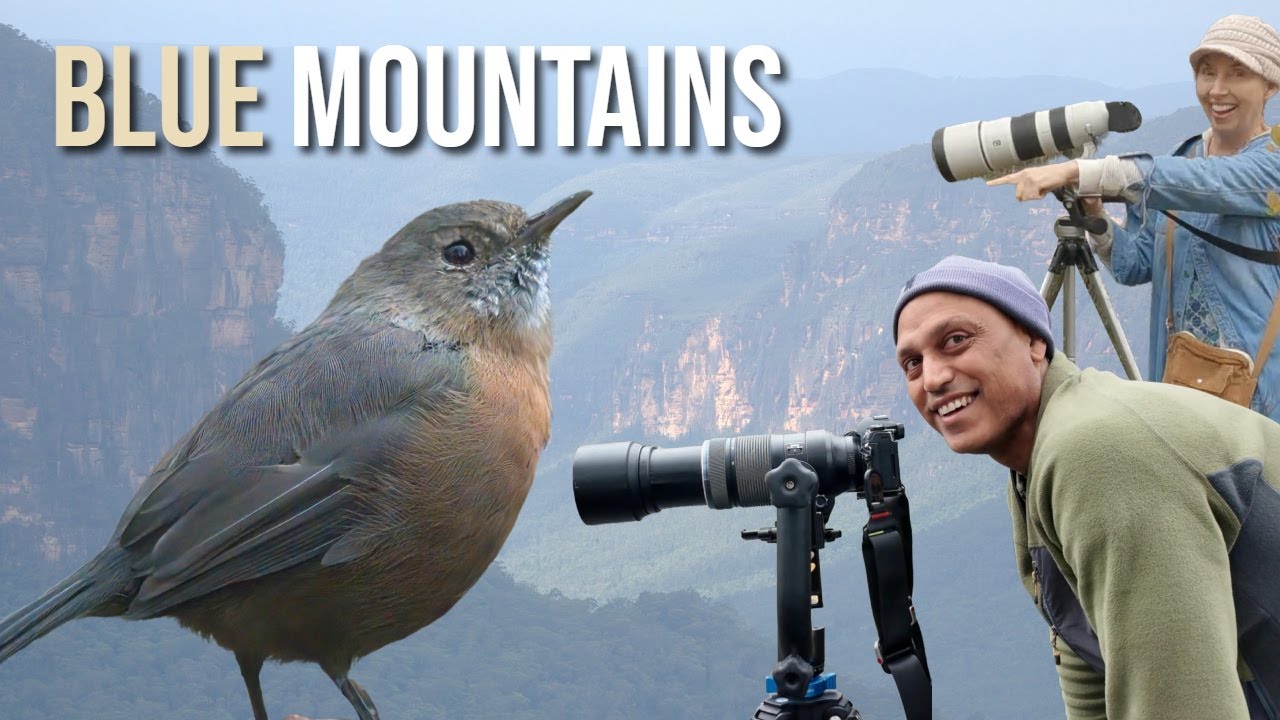 OUT THERE SOMEWHERE.... can we find this little BIRD?