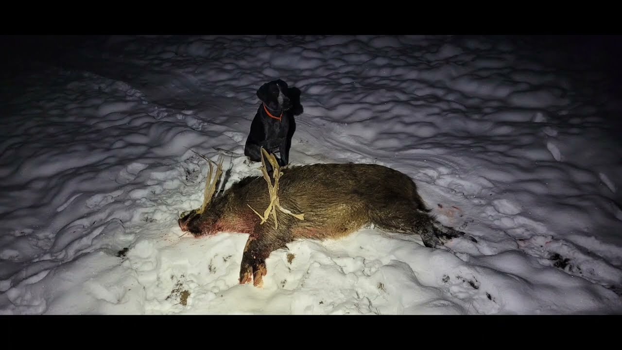 Odc.32. Polowanie na dziki z podchodu #wildboarhunting#deutschdrahthaar#