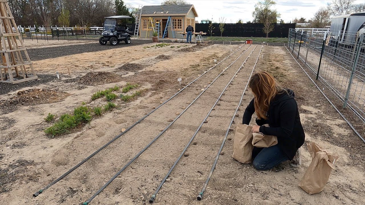 Planting 256 Feet of Potatoes! 🥔💚🙌  // Garden Answer