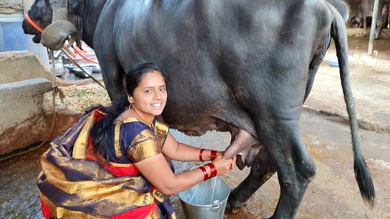 गाई म्हशी दूध काढताना शेपटीच बाद मारतात बरं 🐃🐄😆😂🤣शेवटपर्यंत नक्की बघा