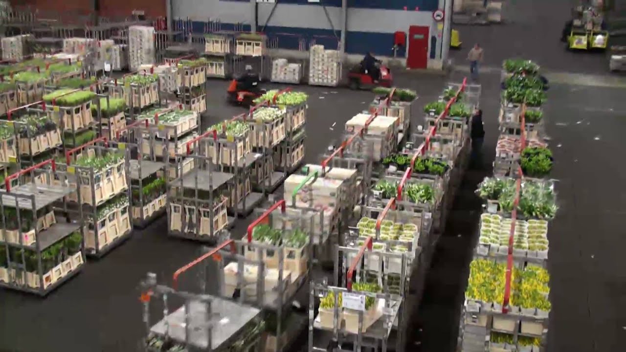 Flora Holland Flower Auction