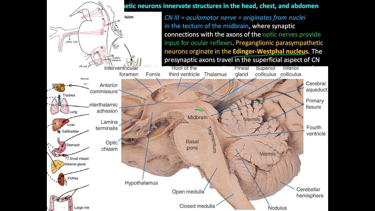 Parasympathetic division of the Autonomic Nervous System (ANS) - Anatomy and Physiology