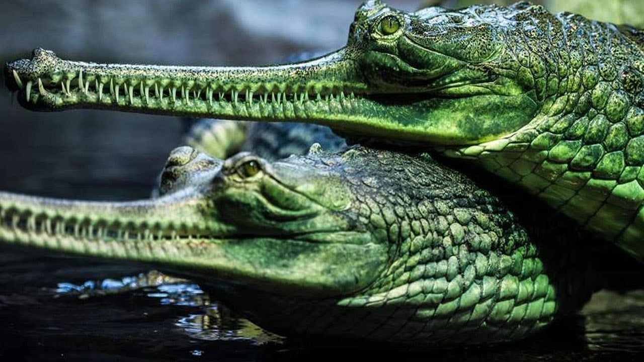7 Espécies De Crocodilos Que São Únicas No Mundo