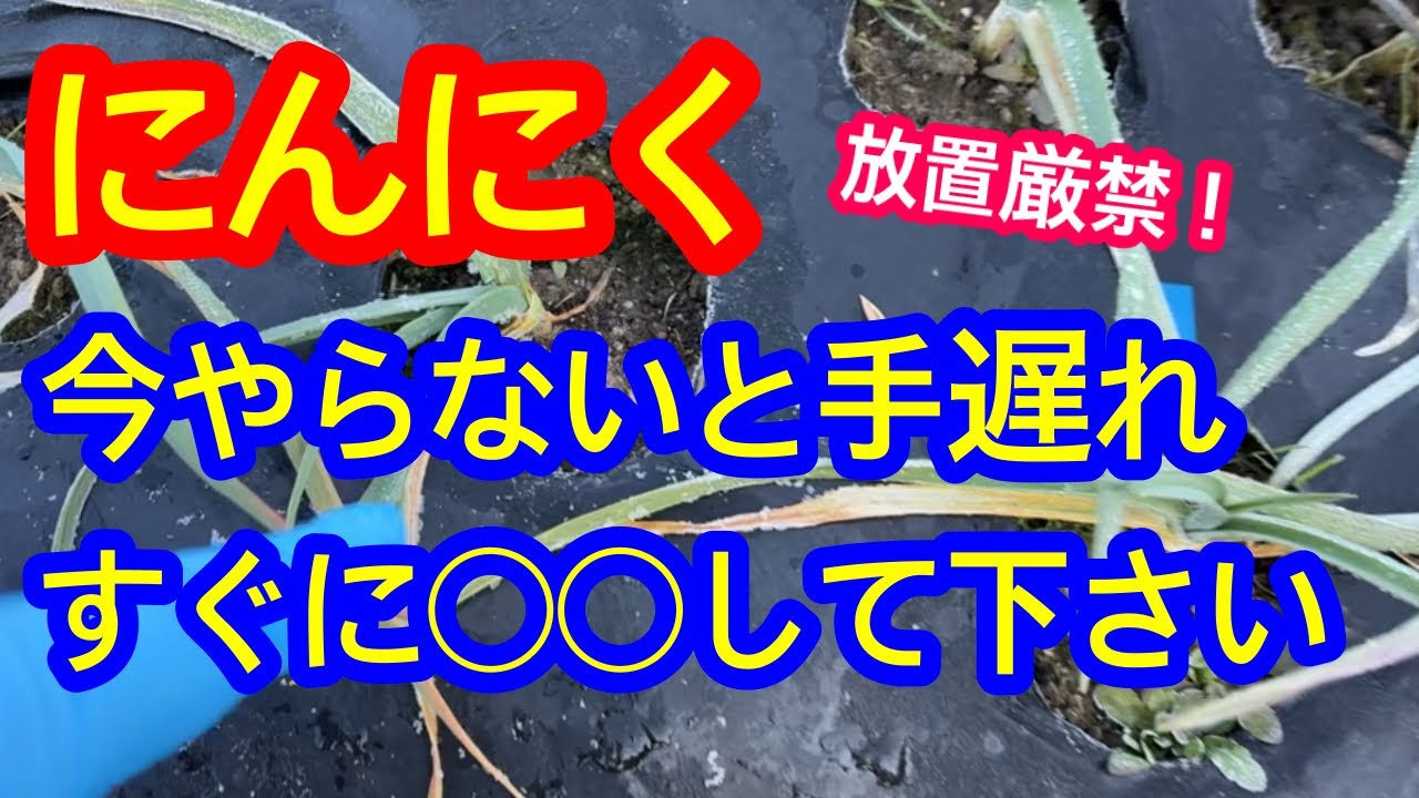 【にんにく】待ったなし、今すぐして！◯◯◯するのを放っておくと春に大きなニンニクが獲れません。