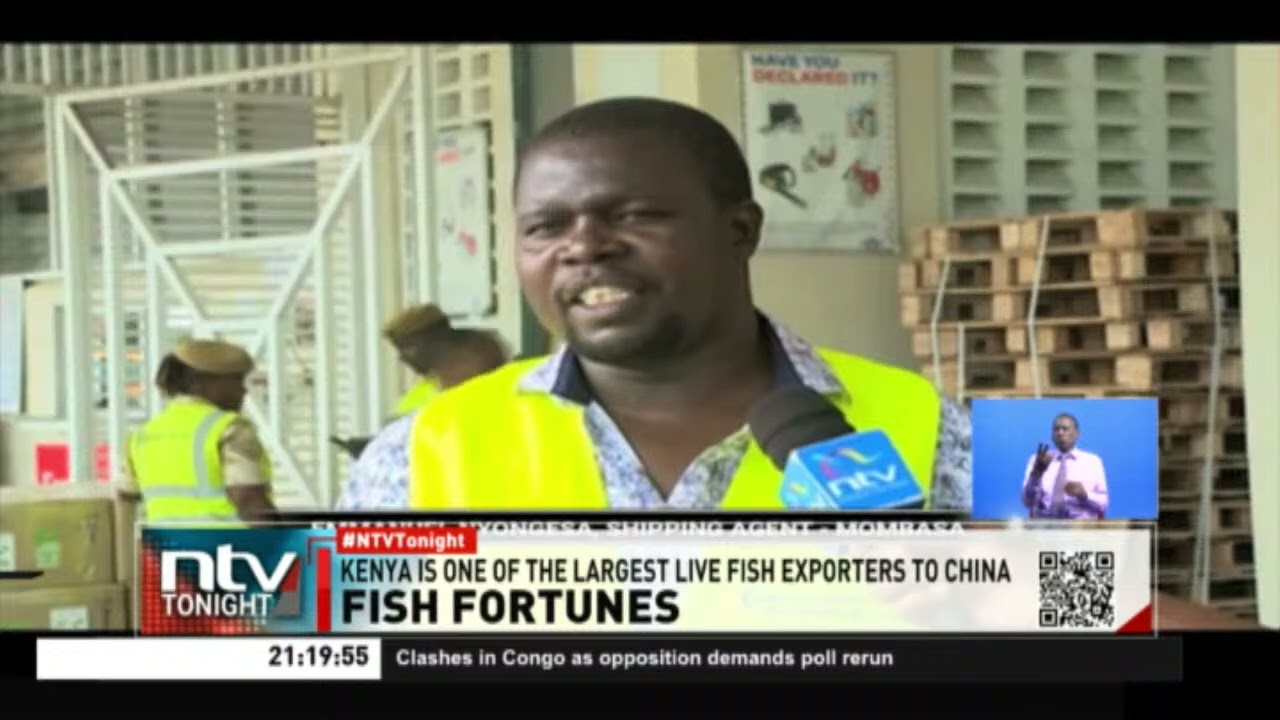 Fish Fortunes | Kenya's live fish exports have been on the rise
