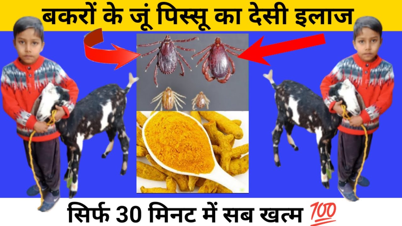 बकरों के,,जूं पिस्सू का देसी इलाज,Home remedies to protect your goats from germs