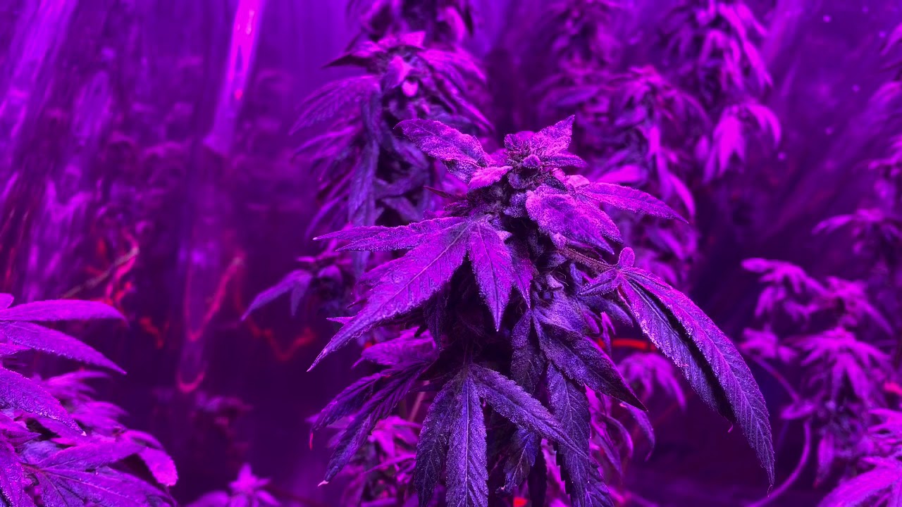 Bubba kush