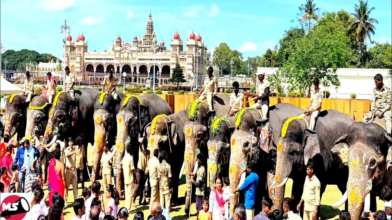 Mysore Dasara 2022 : Good-bye! Dasara Jumboo Savari Elephants