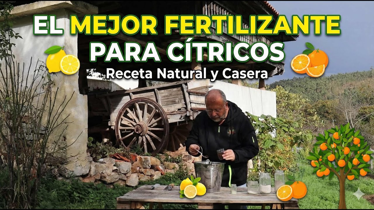 🍋🍊El secreto de CITRICOS saludables en INVIERNO, la fertilización de OTOÑO ❄