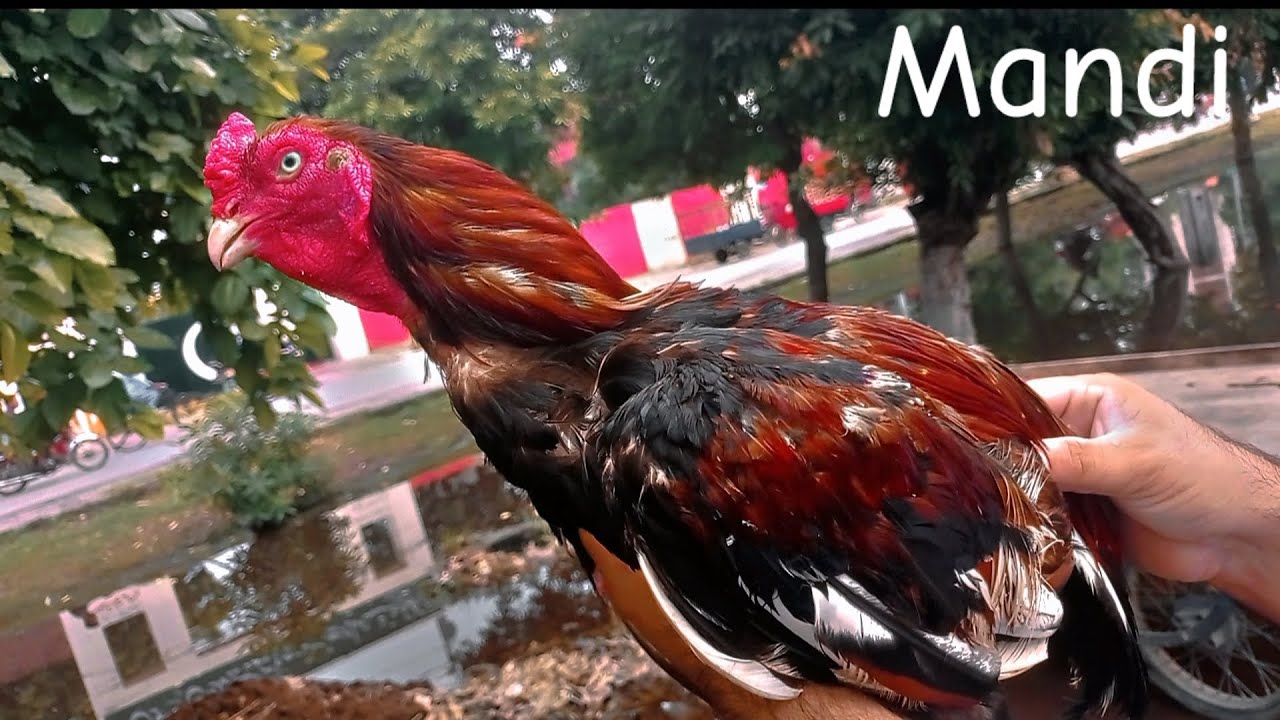 AJ hum gay murga Mandi❤️🥰||Aseel Ka shooq🦅||channel ko zaror subscribe Kary 