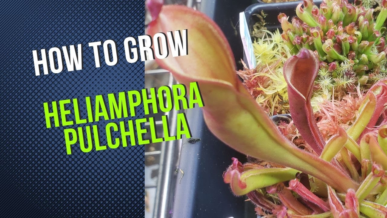 How to Grow and Propagate Heliamphora Pulchella (Pitcher Plant Carnivorous Plant Guide)