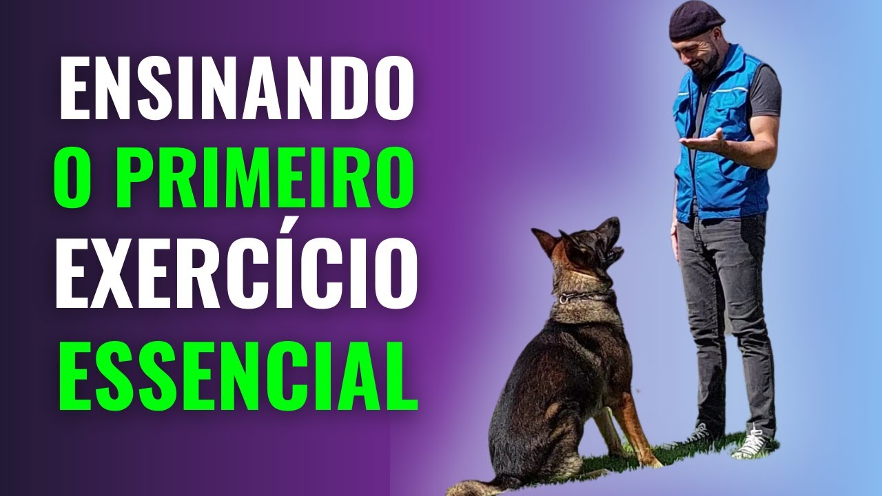 Aprenda a ENSINAR seu CACHORRO SENTAR com essa TÉCNICA!