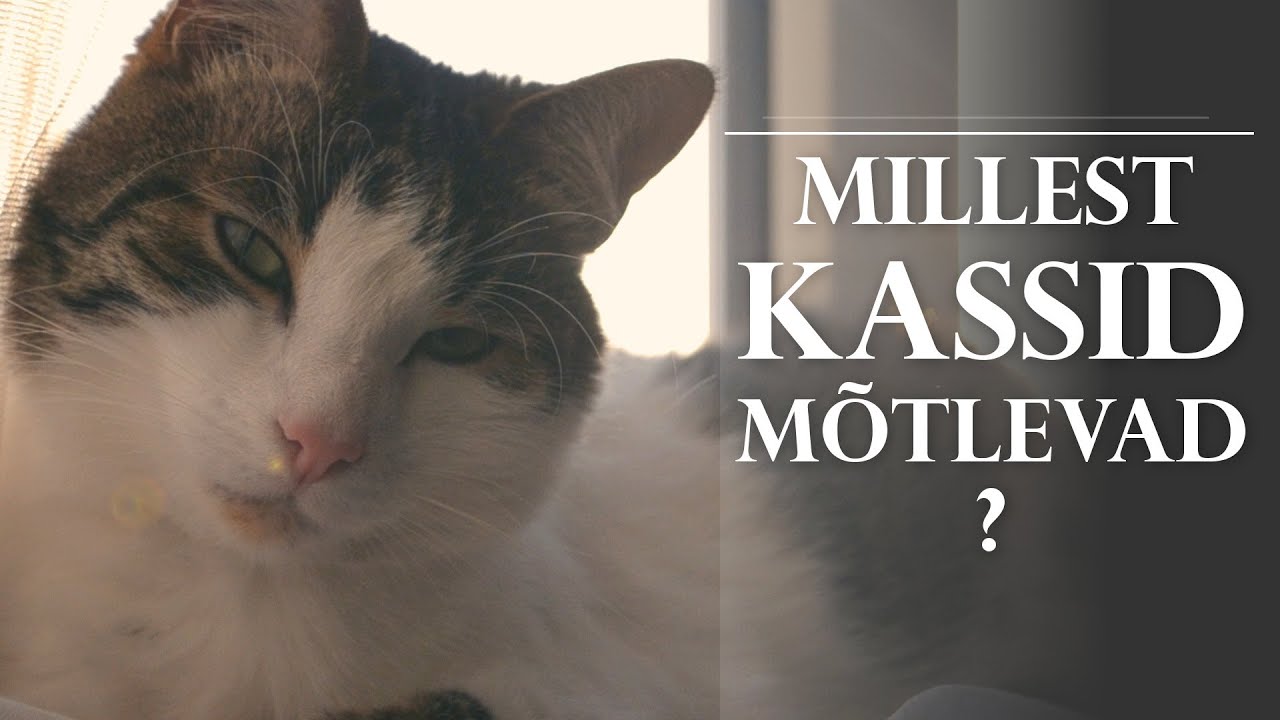 Millest Kassid M&otilde;tlevad?